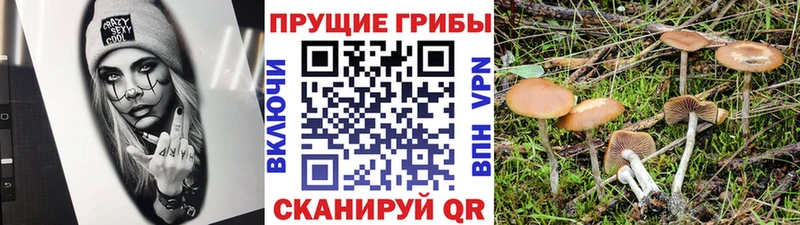 Галлюциногенные грибы Psilocybe площадка формула Лянтор